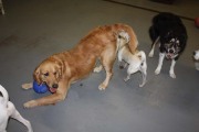 doggie-daycare-bby-dogs-084