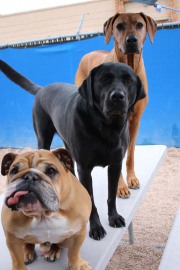 doggie-daycare-bby-dogs-IMG_5850