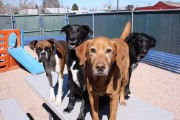 doggie-daycare-bby-dogs-mar 210