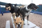 doggie-daycare-bby-dogs-may 218