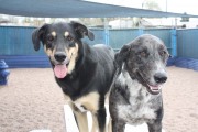 doggie-daycare-bby-dogs-may 241