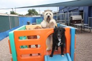 dog-daycare-2-pic-for-front-room