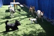 dog-daycare-pic-2-for-puppy-room