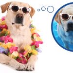 dog-vacation-585px